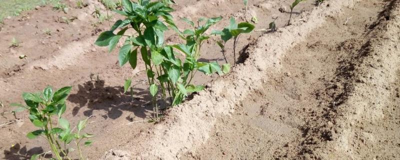 沙土地是否适合种辣椒，适合种植但要注意浇透水