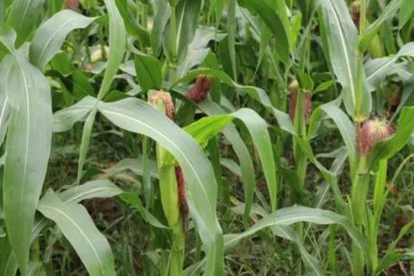 玉米为何会出现粉籽和烂芽的情况，可能是种子质量差、播种时间过早等原因所导致