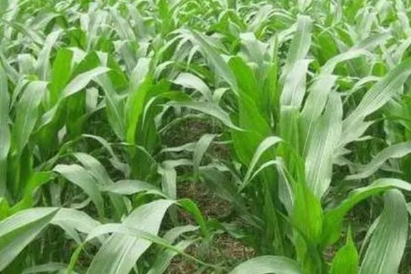 玉米为何会出现粉籽和烂芽的情况，可能是种子质量差、播种时间过早等原因所导致