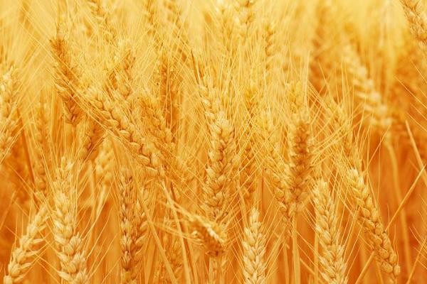 周麦32号小麦种简介，全生育期226-235.2天