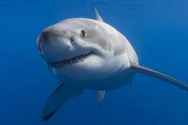 鲨鱼会不会掉牙，牙齿会掉落但也会重新长出