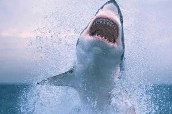 鲨鱼会不会掉牙，牙齿会掉落但也会重新长出