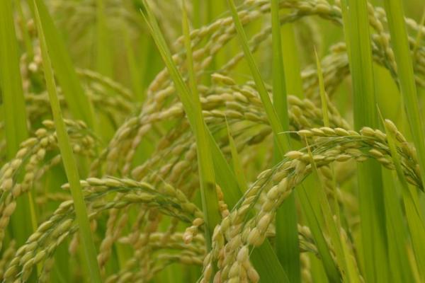 水稻的收割时间，南方地区常在10-11月份收割晚稻