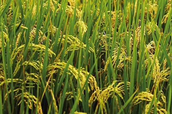 水稻的收割时间，南方地区常在10-11月份收割晚稻