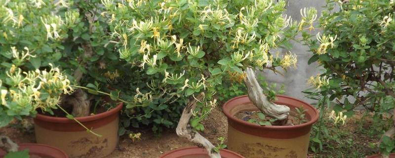 金银花盆栽方法，上盆后要浇灌定根水、再转移至阴凉处