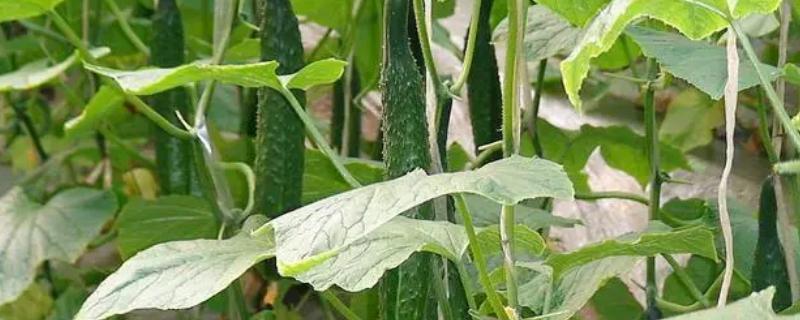 黄瓜生长期施哪种肥料，可使用氮肥、磷肥、钾肥、商品有机肥等肥料
