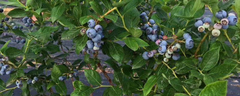蓝莓怎么种植，修剪根系、用生根粉浸泡后再定植