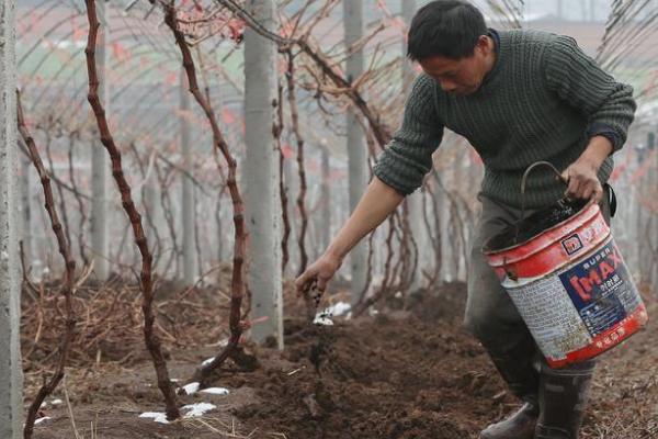 秋季对葡萄施基肥有什么益处，可帮助根系愈合与生长