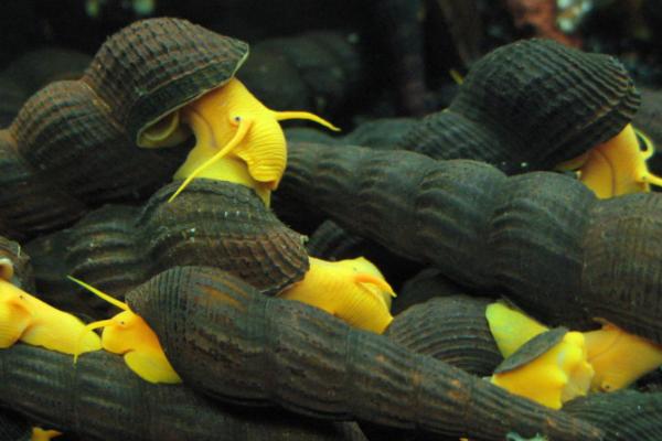 鱼缸中为何会出现螺类，可能是附在水草或底砂中被带入缸内