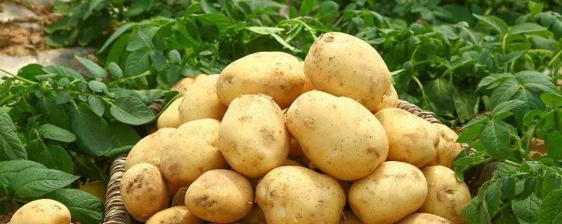 土豆畸形的原因，土豆膨大期突遇到高温干旱会导致