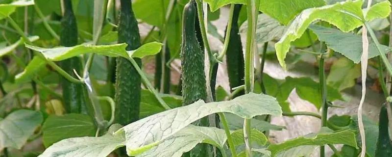 温室黄瓜出现肥害的原因，施用未腐熟的肥料和施肥浓度过大导致