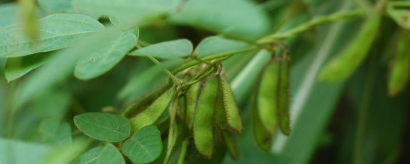 大豆荚不饱满的原因，后期营养不足或长期干旱都会导致