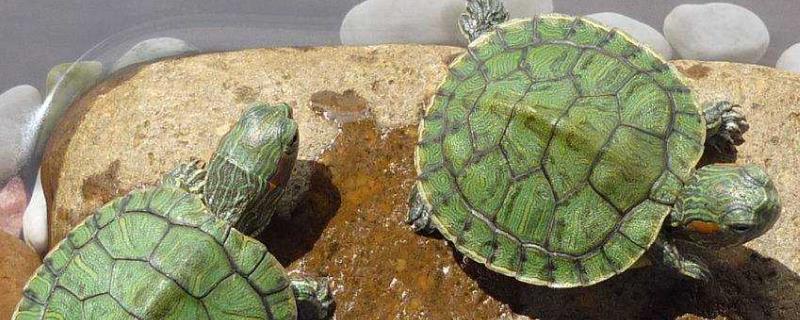 巴西龟的繁殖方法，发育成熟后会自行配对