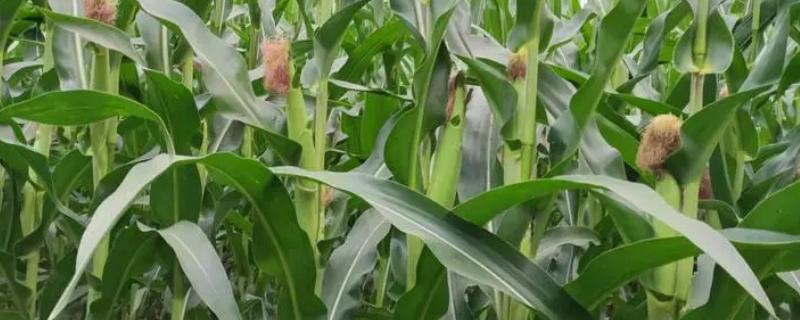 夏玉米追肥技术，要注意肥料的搭配
