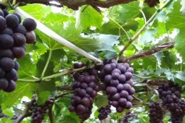 怎么提高巨峰葡萄的品质，可采取疏花疏果、果实套袋等措施