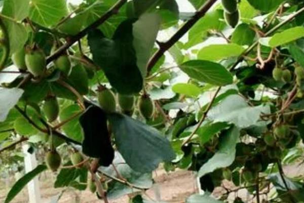 猕猴桃果园施肥管理方法，幼龄树和结果树的施肥方式不同