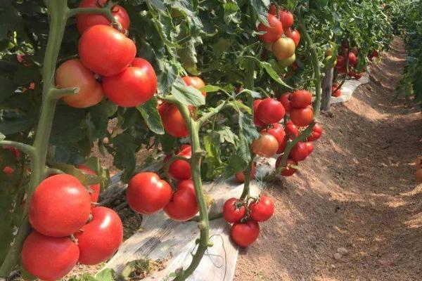 番茄大棚栽培技术，通常于2月下旬至3月中旬定植