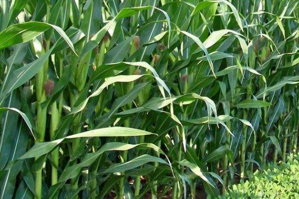 玉米地灌浆期田间的管理办法，需加强玉米螟的防治工作