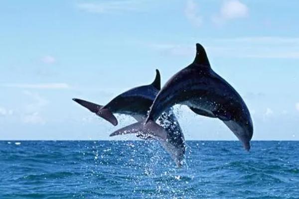 什么是海豚，是一种胎生哺乳动物