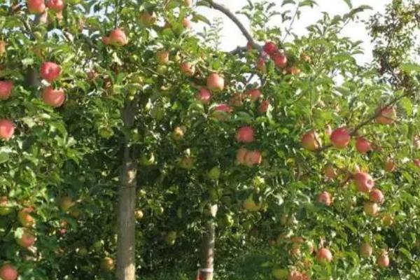 苹果树的种植要点，最好选择在春季进行