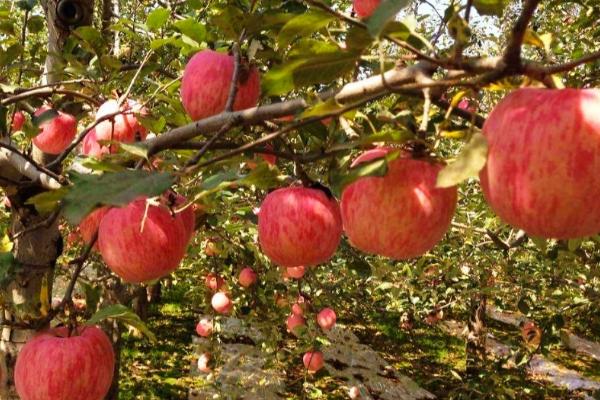 苹果树的种植要点，最好选择在春季进行