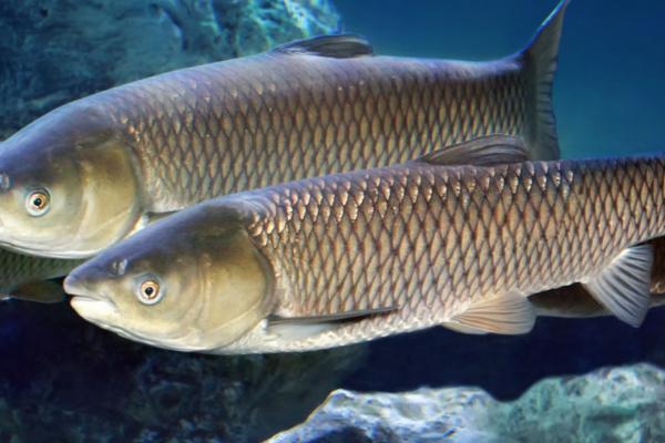 什么鱼只有巴掌大，包括太阳鱼、比目鱼、多宝鱼等种类
