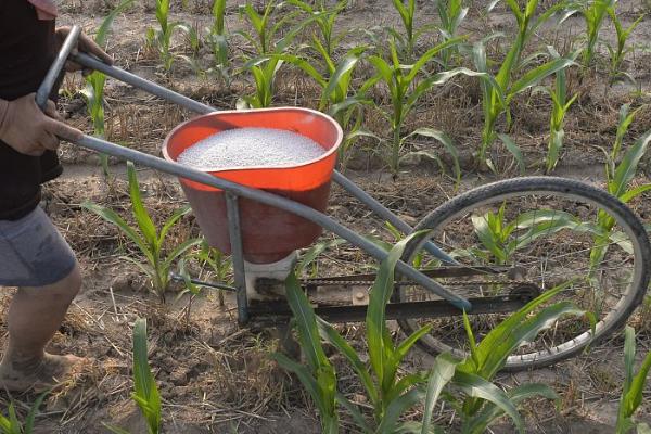 如何对玉米补锌施肥，可采用拌种、喷施等方式