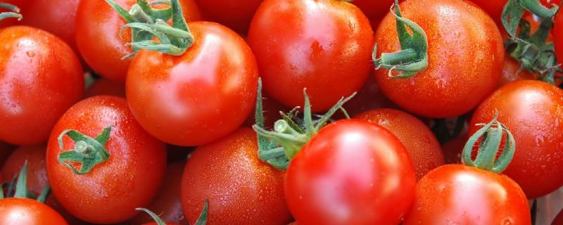 番茄叶子发黄的原因，缺镁、重茬、施肥不当都会导致