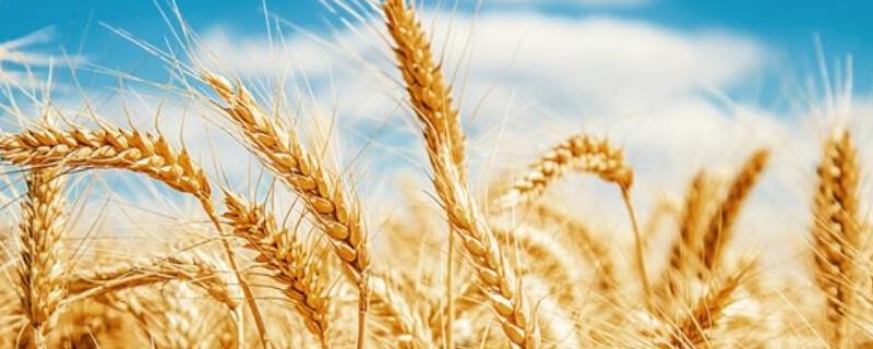小麦几叶一心可以打除草剂，四叶一心的时候就可以开始