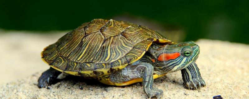 巴西龟会不会游泳，具有游泳能力、但不能一直在水中生活