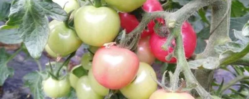 番茄籽粒外露怎么防治，首先选择优良品种