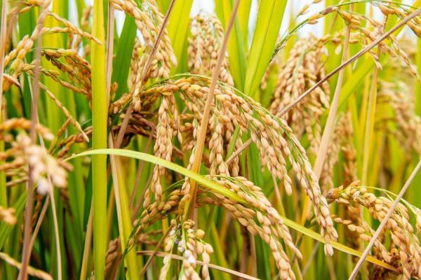 水稻早衰如何处理，可在孕穗末期及齐穗期、每隔5-7天喷1次叶面肥