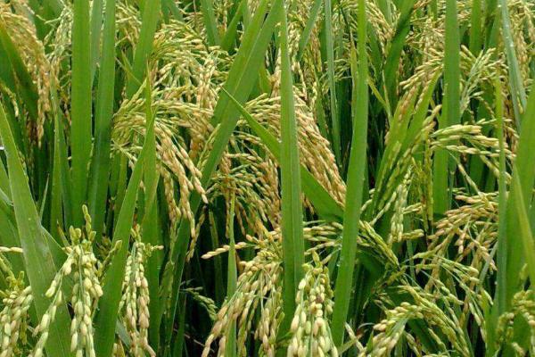 水稻早衰如何处理，可在孕穗末期及齐穗期、每隔5-7天喷1次叶面肥