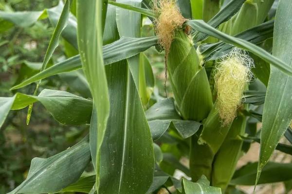 中地77号玉米种的特征特性，在东华北春玉米区的生育期为128天