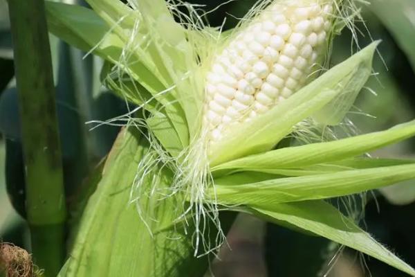 中地77号玉米种的特征特性，在东华北春玉米区的生育期为128天