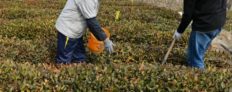怎么合理对柚子树和茶树施肥，柚子树花前肥可亩施30-35公斤尿素