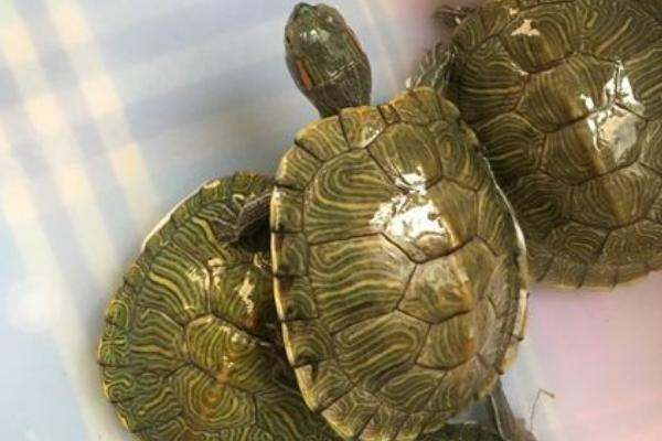 巴西龟是深水龟还是浅水龟，属于浅水龟