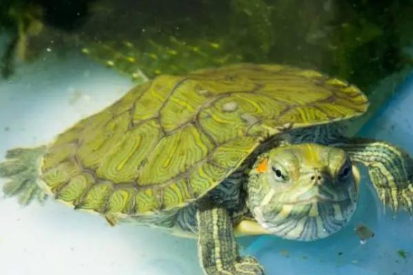 巴西龟是深水龟还是浅水龟，属于浅水龟