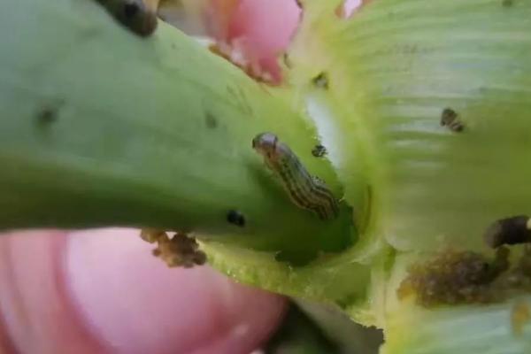 玉米粘虫是什么原因引起的，密植或过度使用农药均会导致