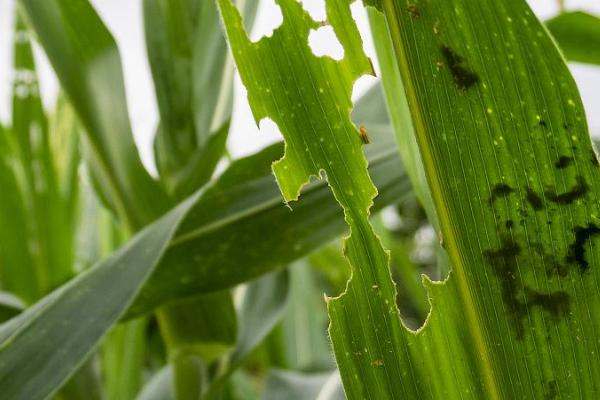 玉米粘虫是什么原因引起的，密植或过度使用农药均会导致