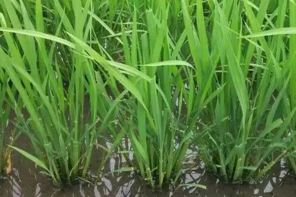 水稻分蘖期的管理方法，需早施分蘖肥