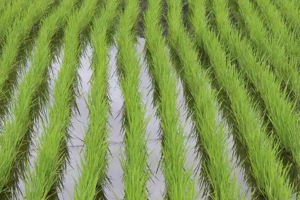 水稻分蘖期的管理方法，需早施分蘖肥