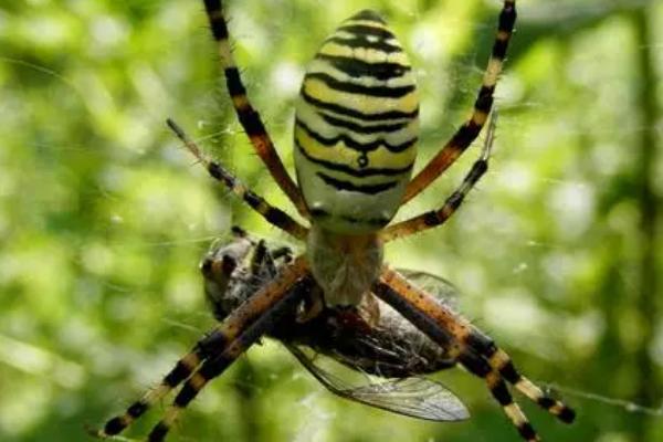 蜘蛛吃苍蝇吗，属于食肉性动物会吃苍蝇