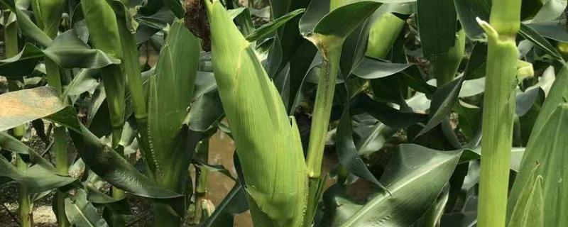 粘玉米的种植方法，通常都是用穴播的方式播种