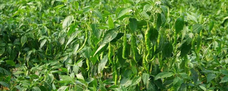 种植辣椒应主施哪些肥料，通常可主施氮肥、磷肥、钾肥