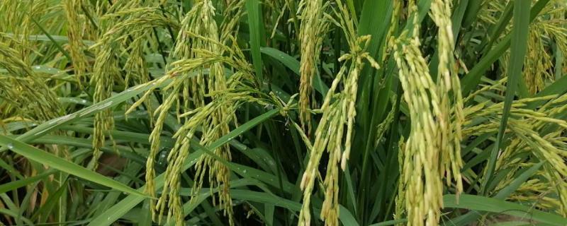 影响一季稻生长发育和产量的因素，主要包括光照、温度及水分等因素