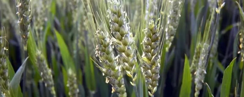 小麦属于异花传粉还是自花传粉，一般是自花传粉