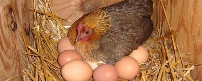 母鸡产蛋的时间，一般集中在一天之中的上午
