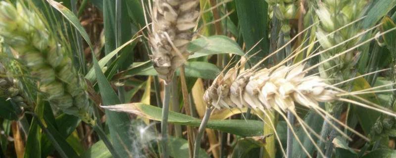 小麦白穗的原因，可能是病害或者虫害导致的