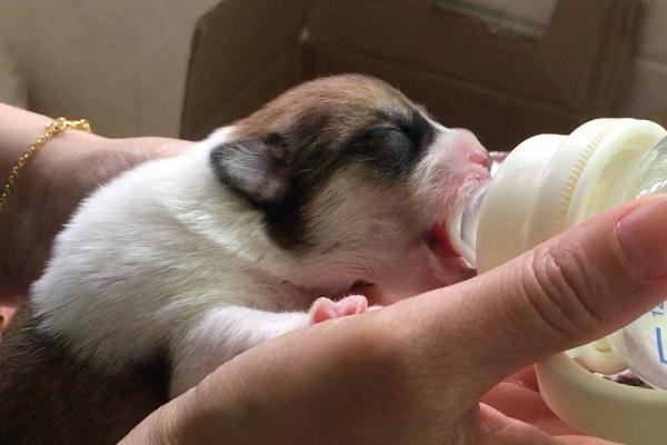 小狗可以喝人喝的奶粉吗，不建议给小狗喝人喝的奶粉